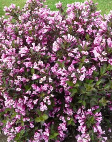 Blühende Weigelie Nana Purpurea