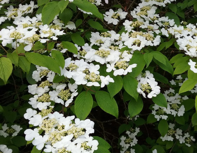 Japanischer Viburnum Cascade