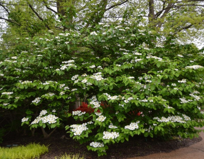 Japanischer Viburnum Cascade