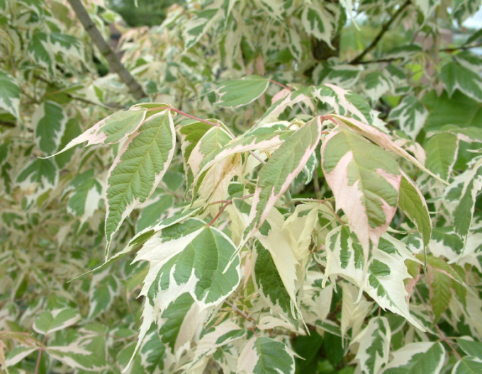 Spitzahorn Variegatum