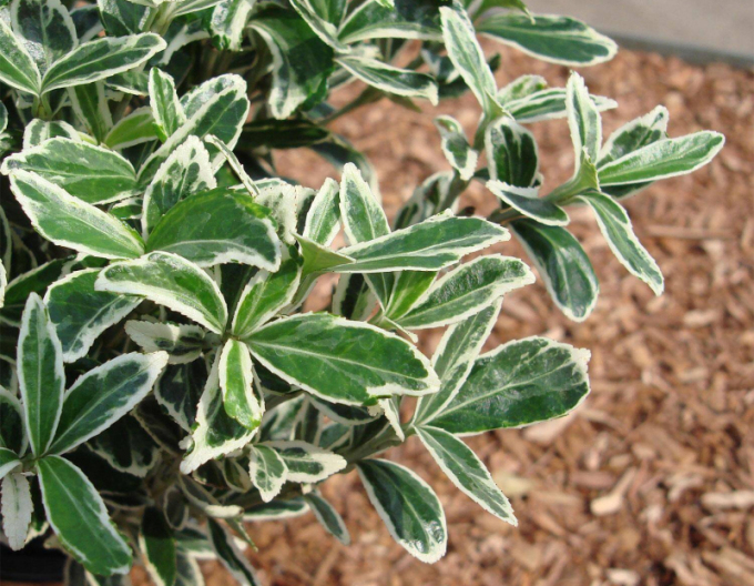 Japanischer Efeu Grey Beauty