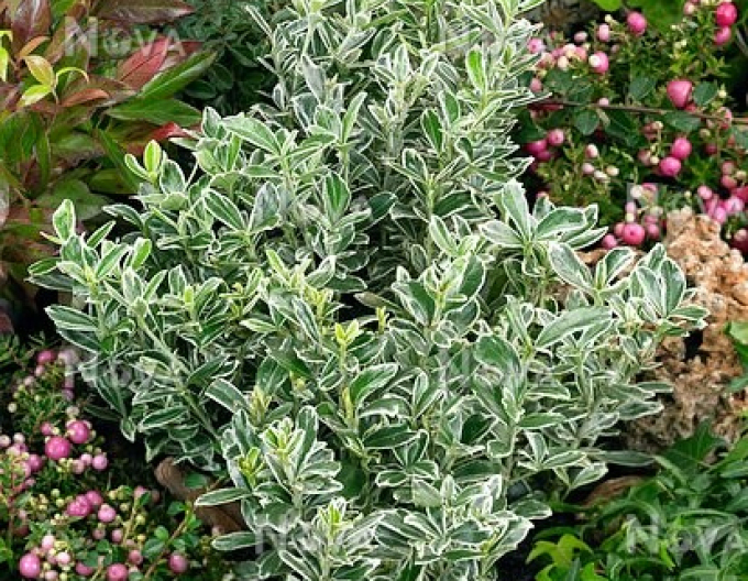 Japanischer Efeu Grey Beauty