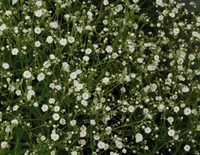 Gypsomilla Sommersüß Summer Sparkles