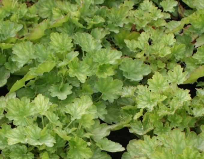 Heuchera Toncka Grün & Braun