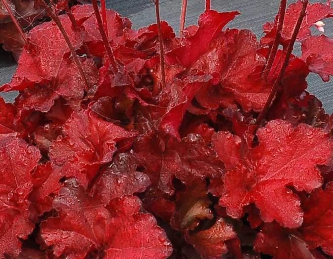 Heuchera Forever Red
