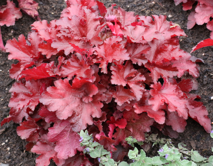 Heuchera Forever Red