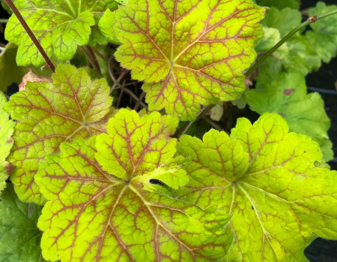 Heuchera Electra