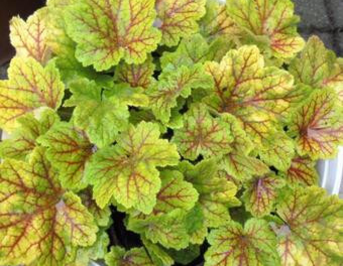 Heuchera Electra