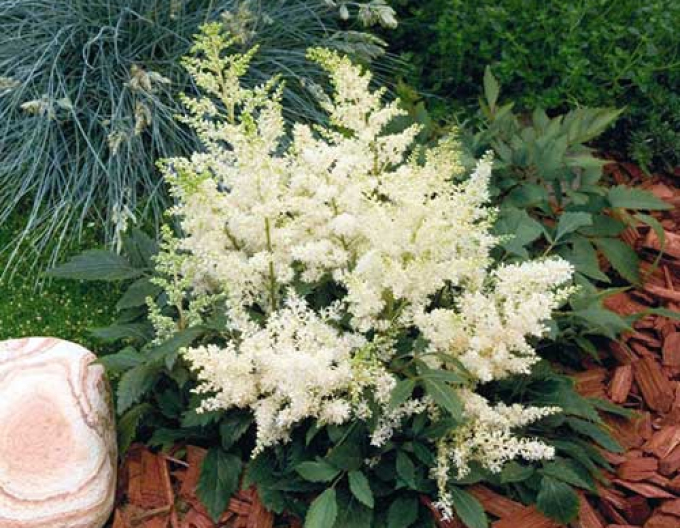Astilba Astary White