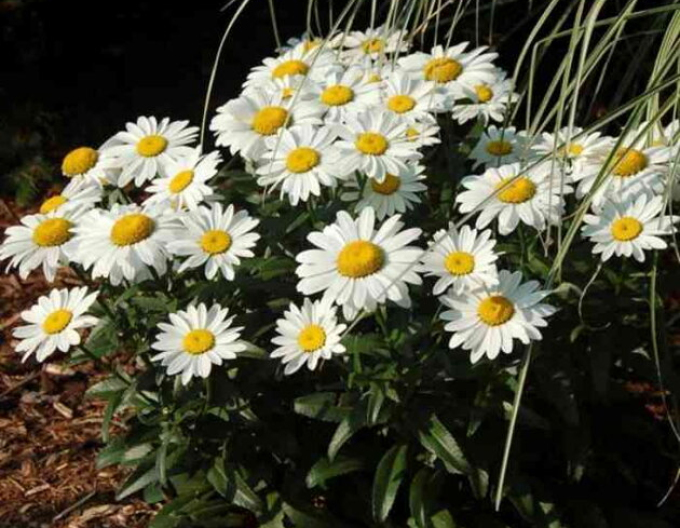 Margerite Sweet Daisy Rebecca