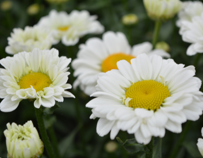 Margerite Sweet Daisy Rebecca