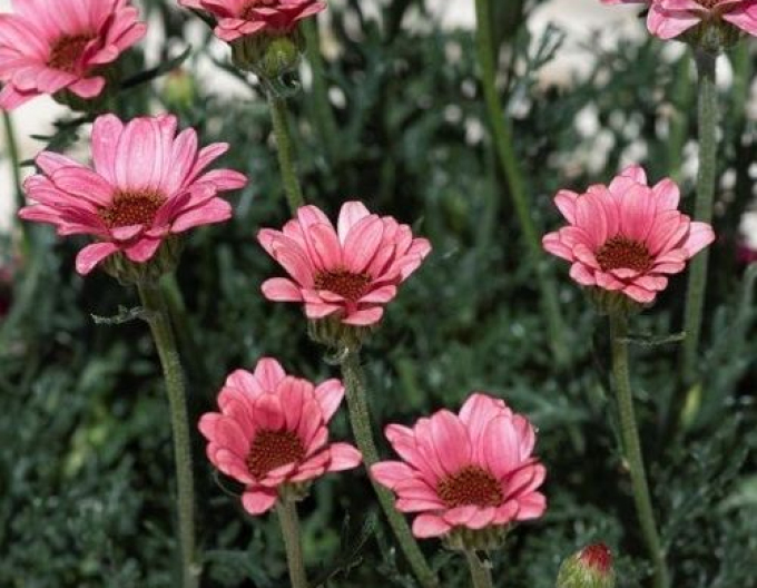 Rhodantheme Zagora Rosa