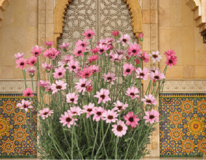 Rhodantheme Zagora Rosa
