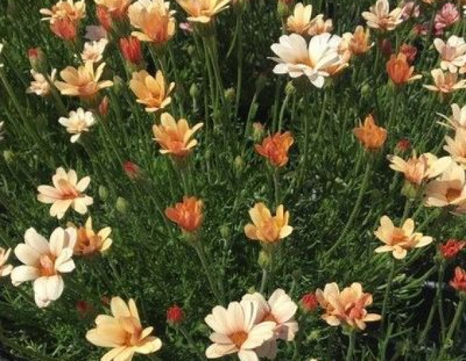 Rhodantheme Zagora Orange