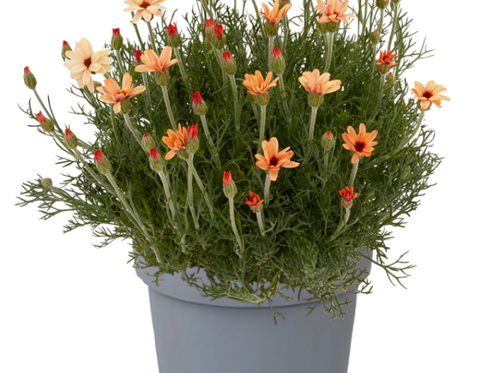 Rhodantheme Zagora Orange