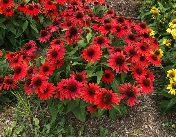 Echinacea Sombrero Sangrita