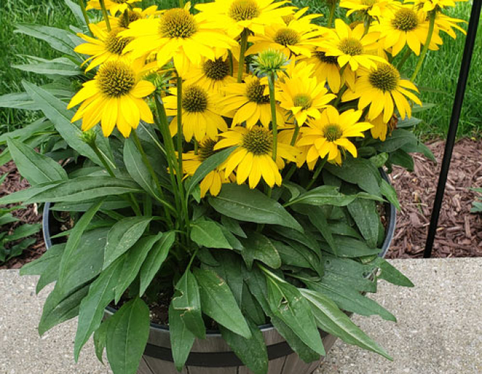 Echinacea Papallo Kompakt Gelb