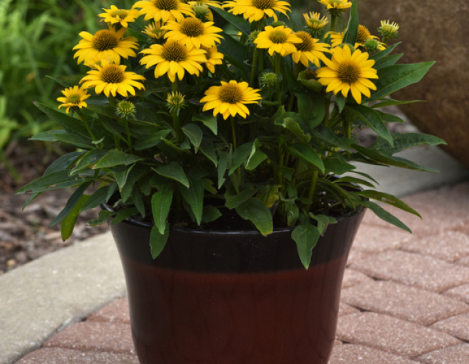 Echinacea Papallo Kompakt Gelb