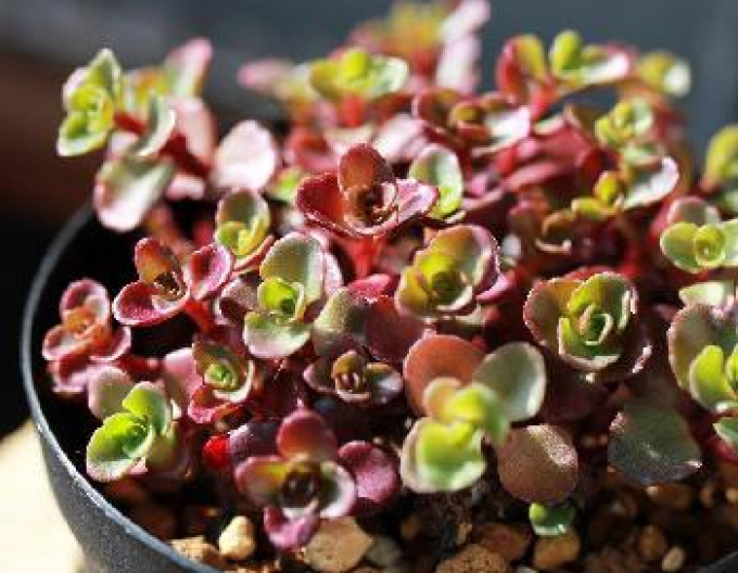 Phedimus spurius Coccineus