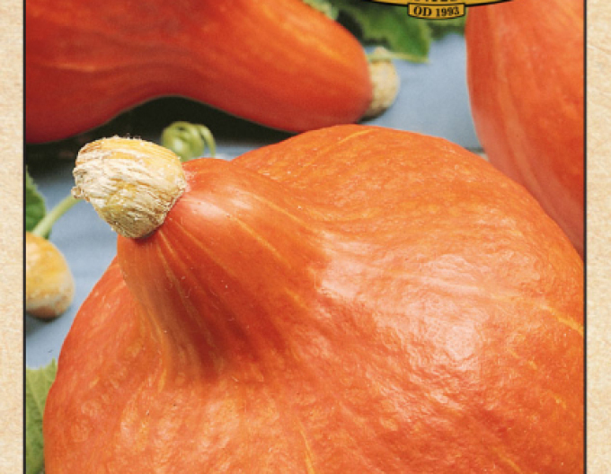 Hokkaido-Riesenkürbis-Saatgutfarm