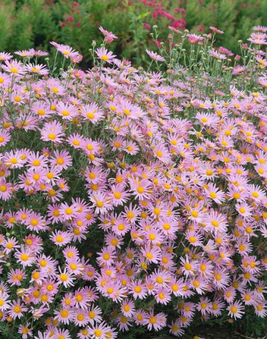 Winteraster Clara Curtis
