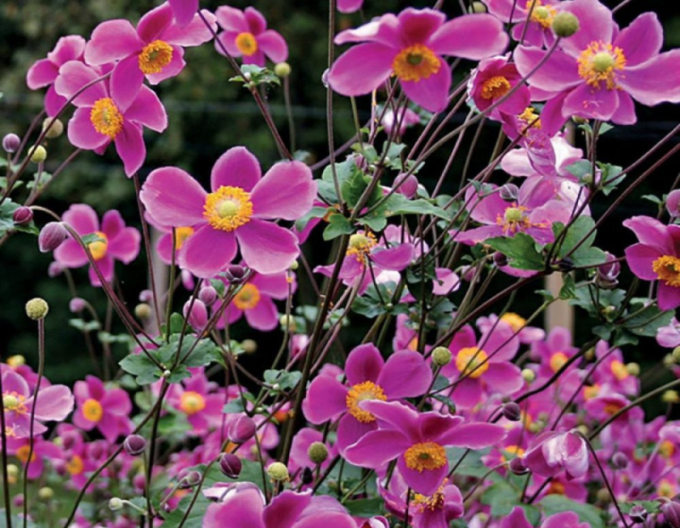 Windröschen (Anemone) Splendens
