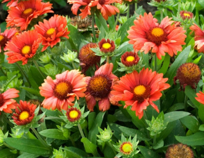 Coquette Arizona Red Shades