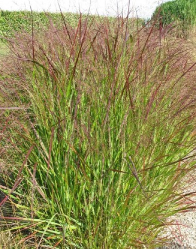 Ruten-Hirse Strictum