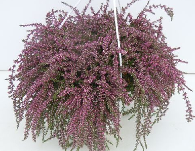 Heidekraut Janina