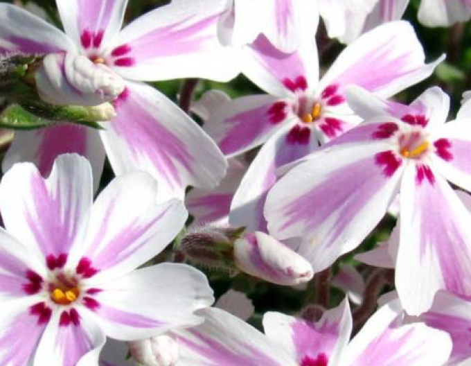 Flammenblume Candy Stripes