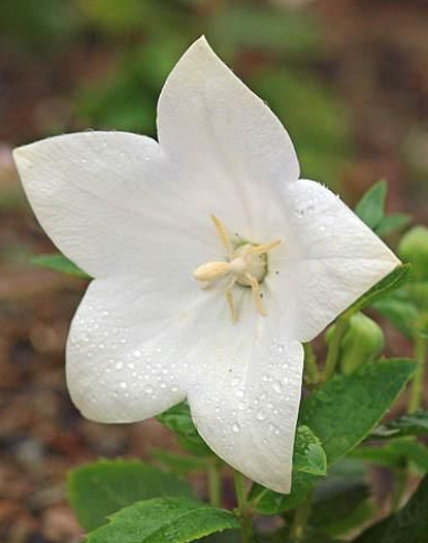 Ballonblume  Astra White