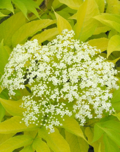 Schwarzer Holunder  Aurea