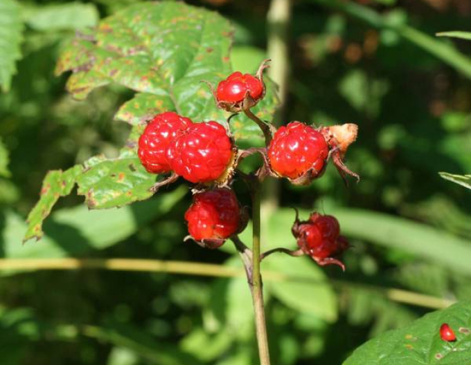 Brombeere Hara 5l