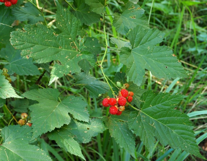 Brombeere Hara 5l