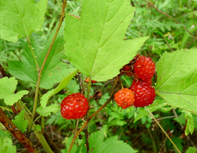 Brombeere Hara 5l