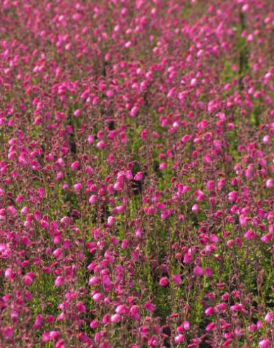 Irisches Heidekraut Andrea