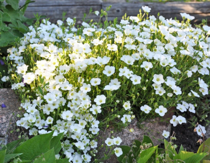 Sandkraut (Arenaria) Blizzard Compact