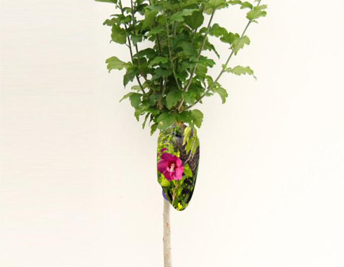Garteneibisch Flower Tower Gandini van Aart Ruby- Stämmchen