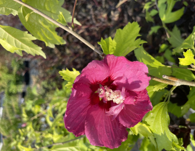 Garteneibisch Flower Tower Gandini van Aart Ruby- Stämmchen