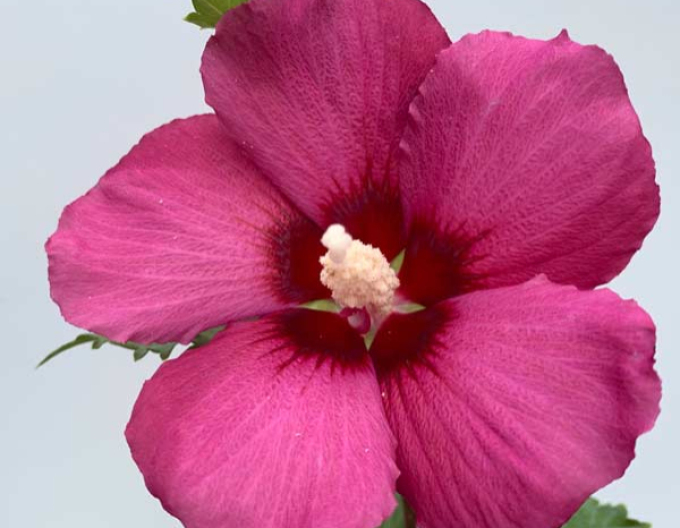 Garteneibisch Flower Tower Gandini van Aart Ruby- Stämmchen