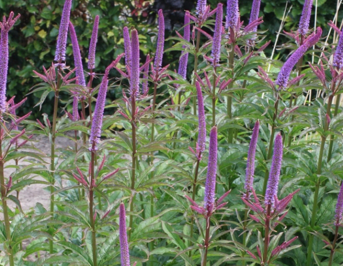 Veronicastrum Rote Pfeile