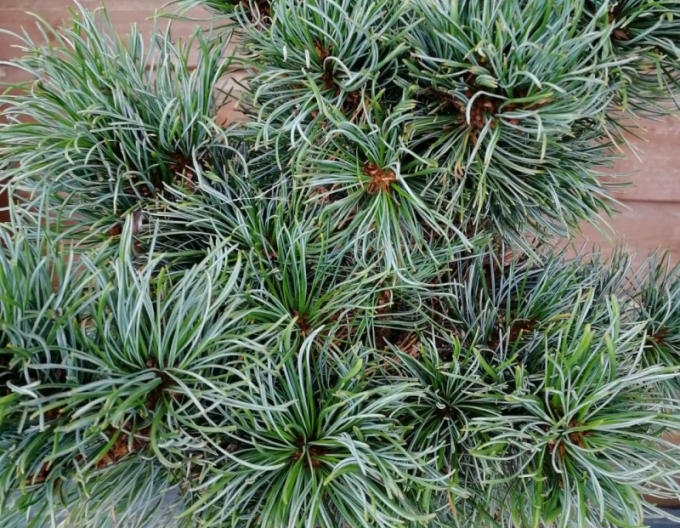 Kleinblütige Kiefer Bergmann