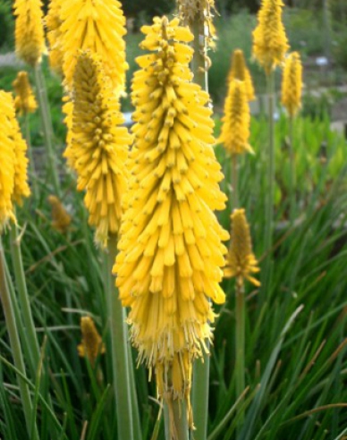 Fackellilie  Minister Verschuur