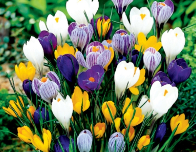 Krokus Mix