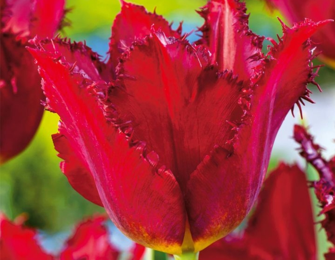 Tulpe ausgefranst Calibra