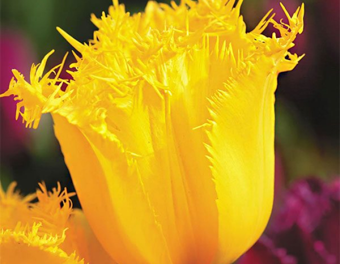Tulpe Hamilton