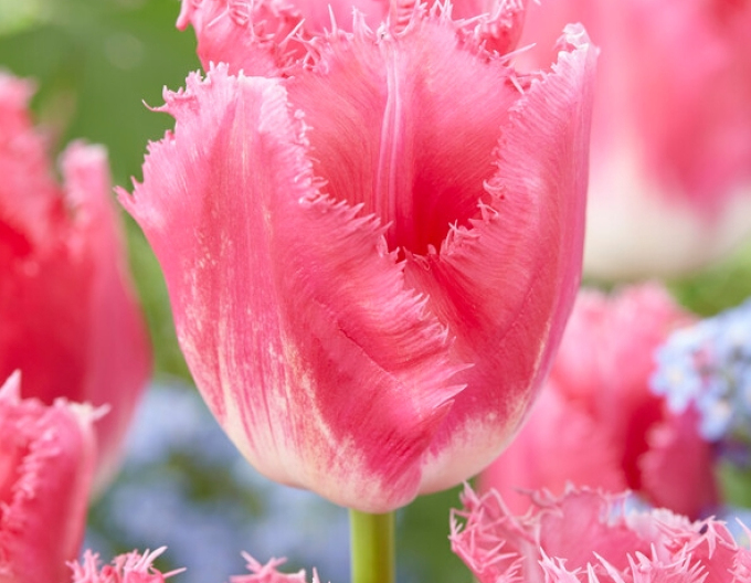 Tulpe "Fancy Frills