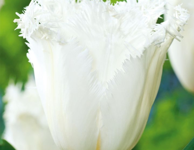 Tulpe Cambridge