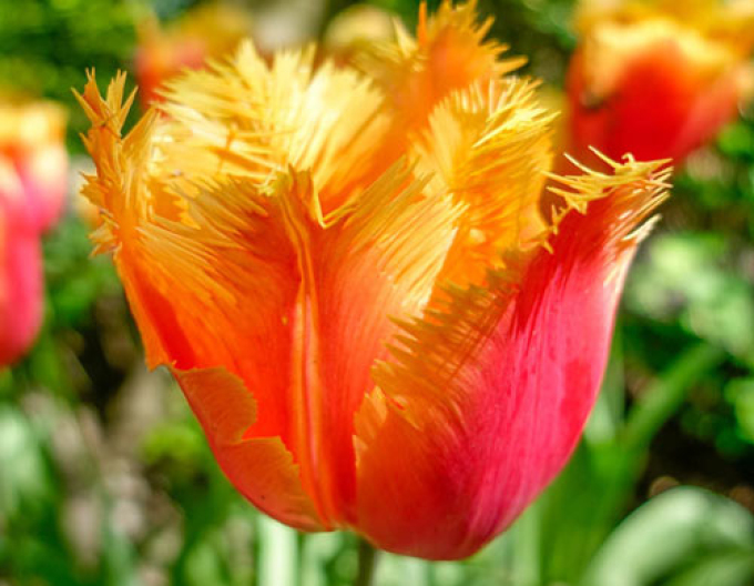 Tulpe zerzaust Lambada