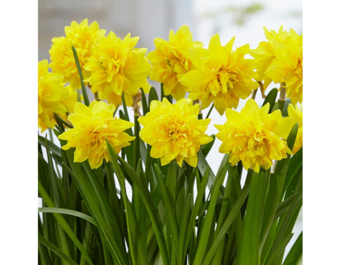 Narzisse Tete Boucle